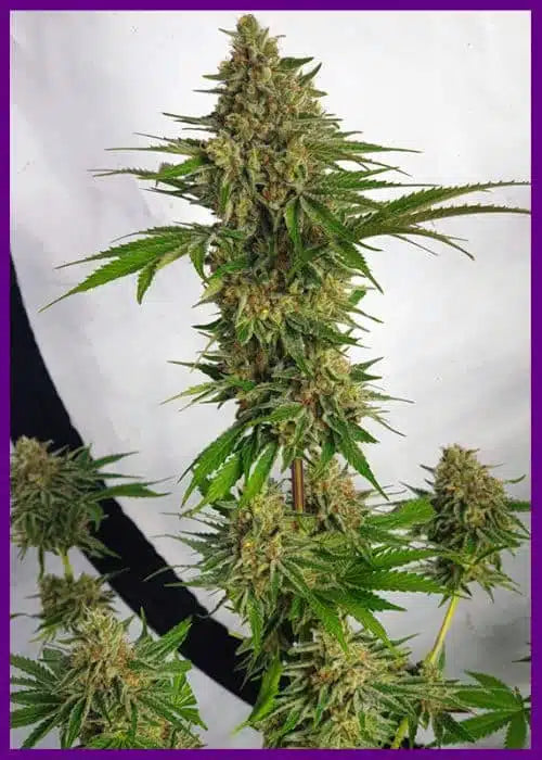 Miss Orange Nectar