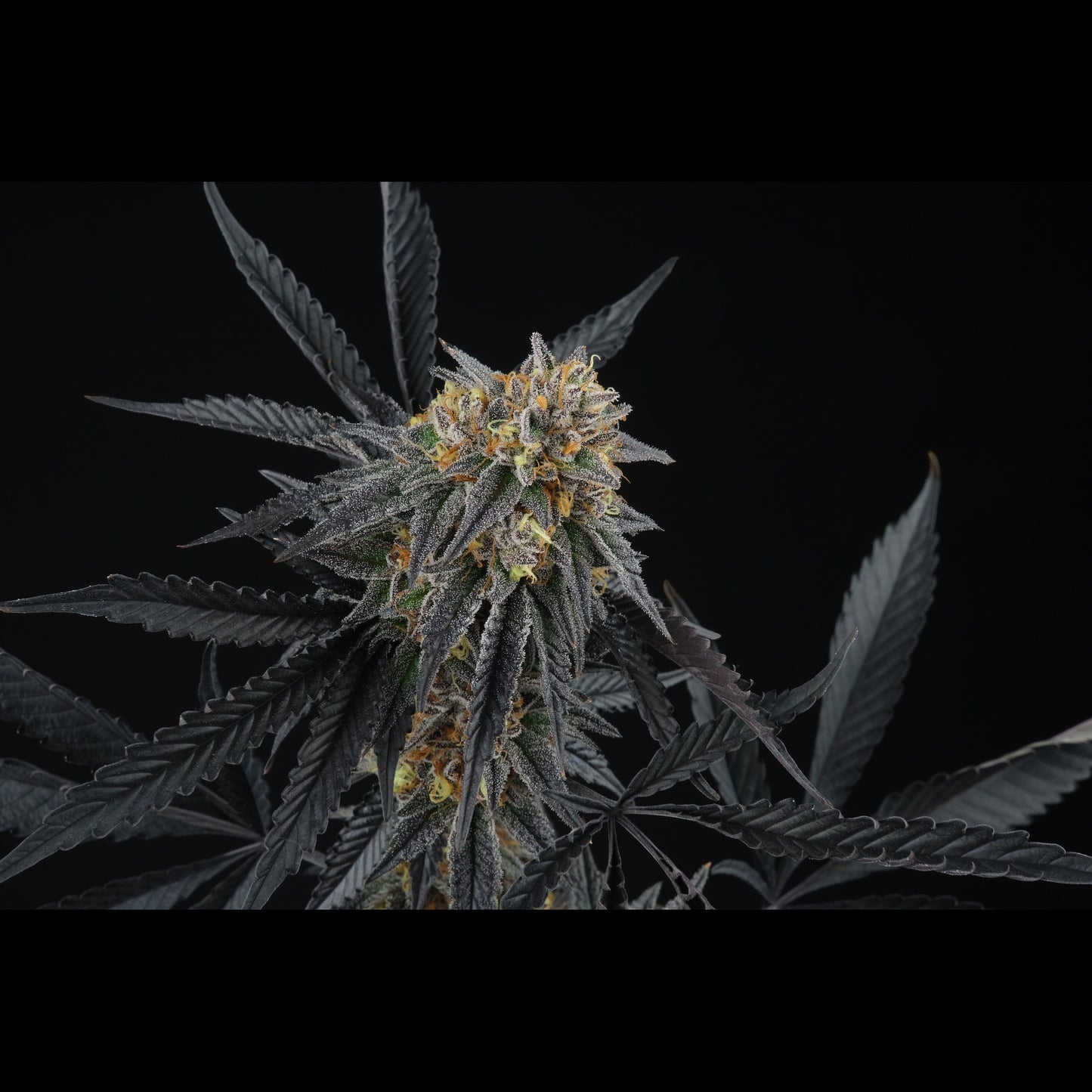Peach Sherbert OG
