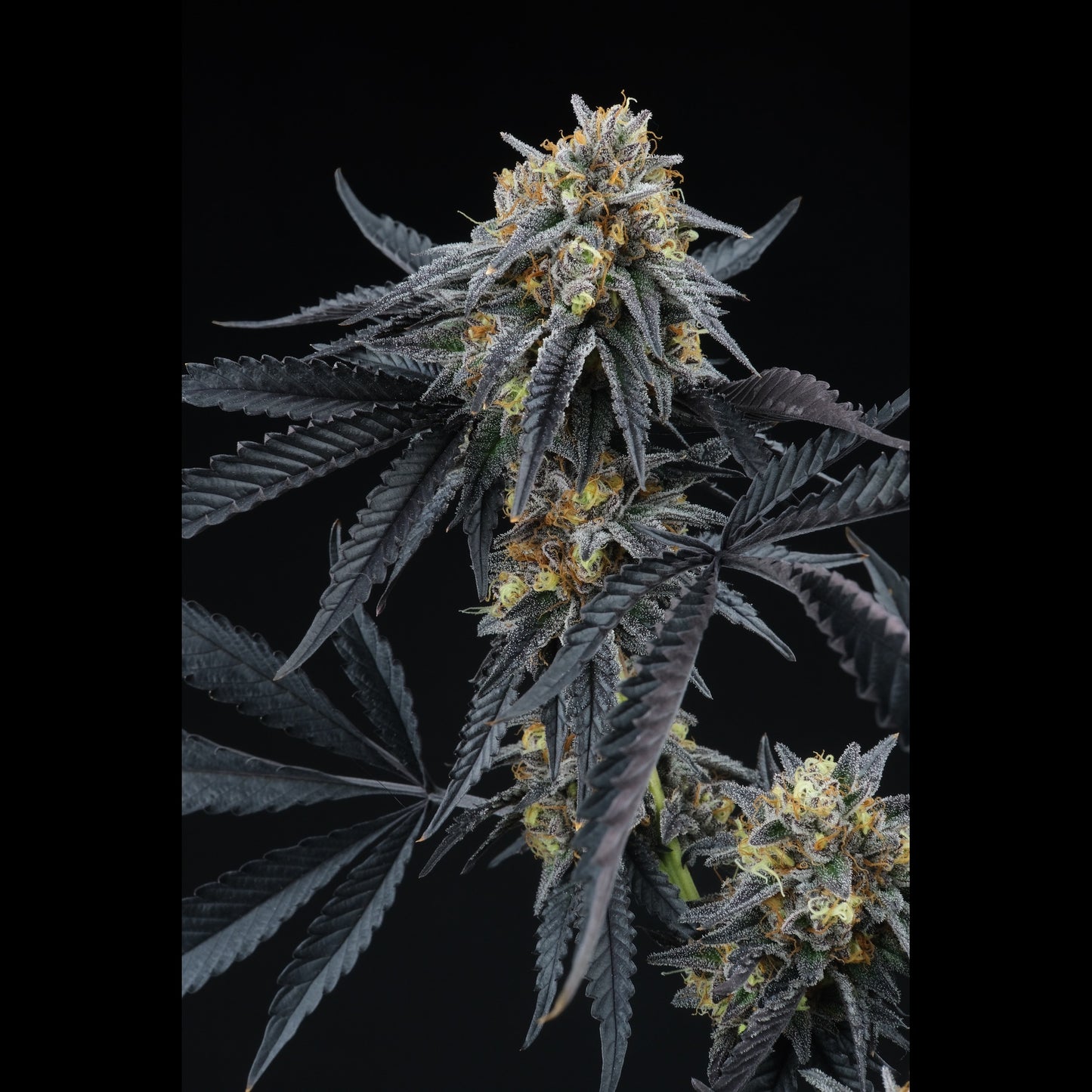 Peach Sherbert OG