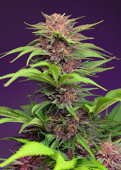 Red Mimosa XL Auto®