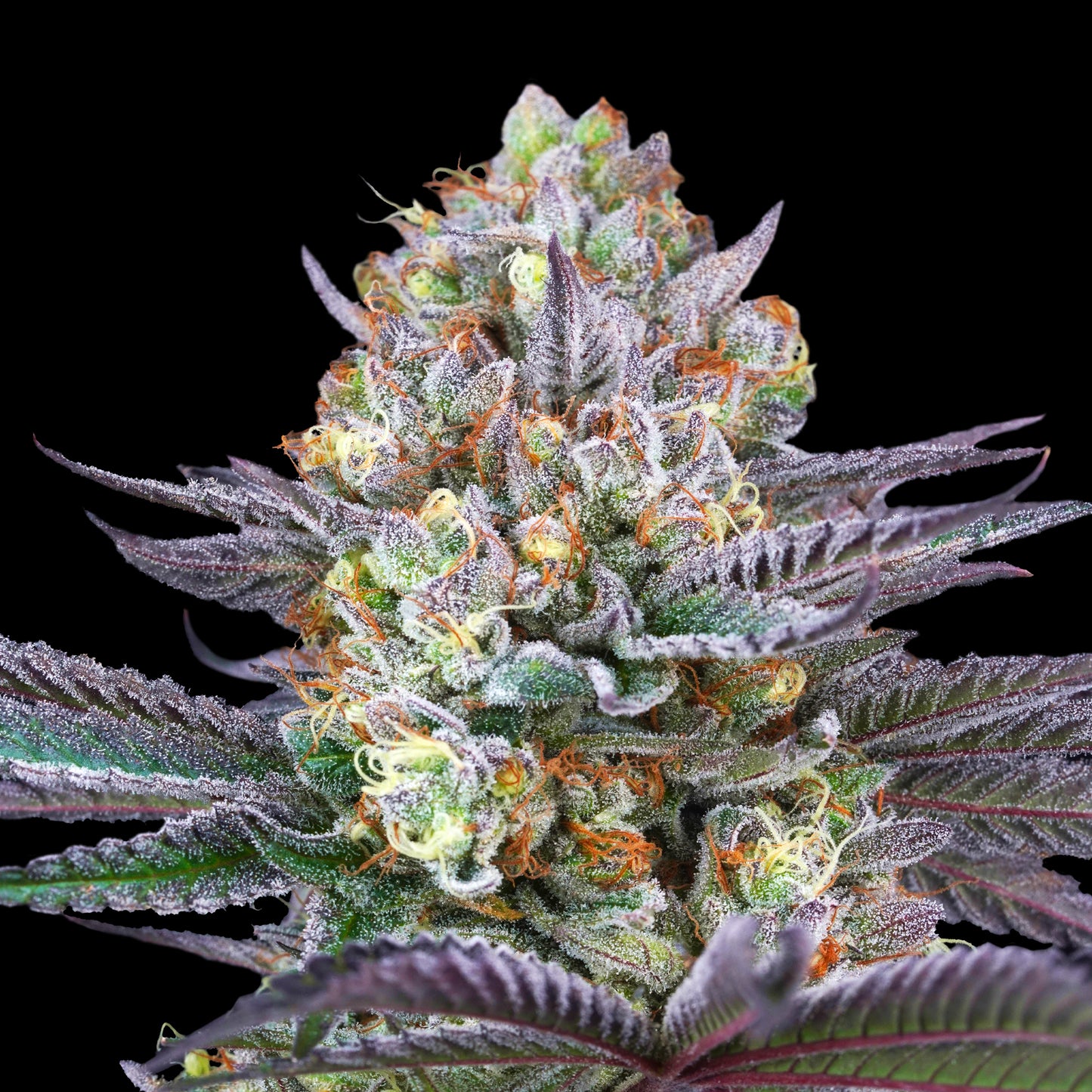 Tropic'Ozz