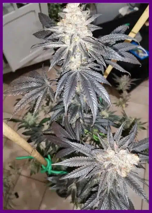 Tutti Candy
