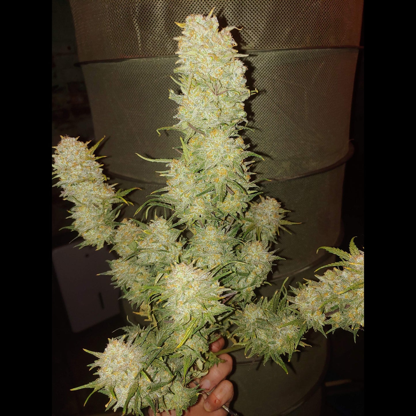 Critical Auto
