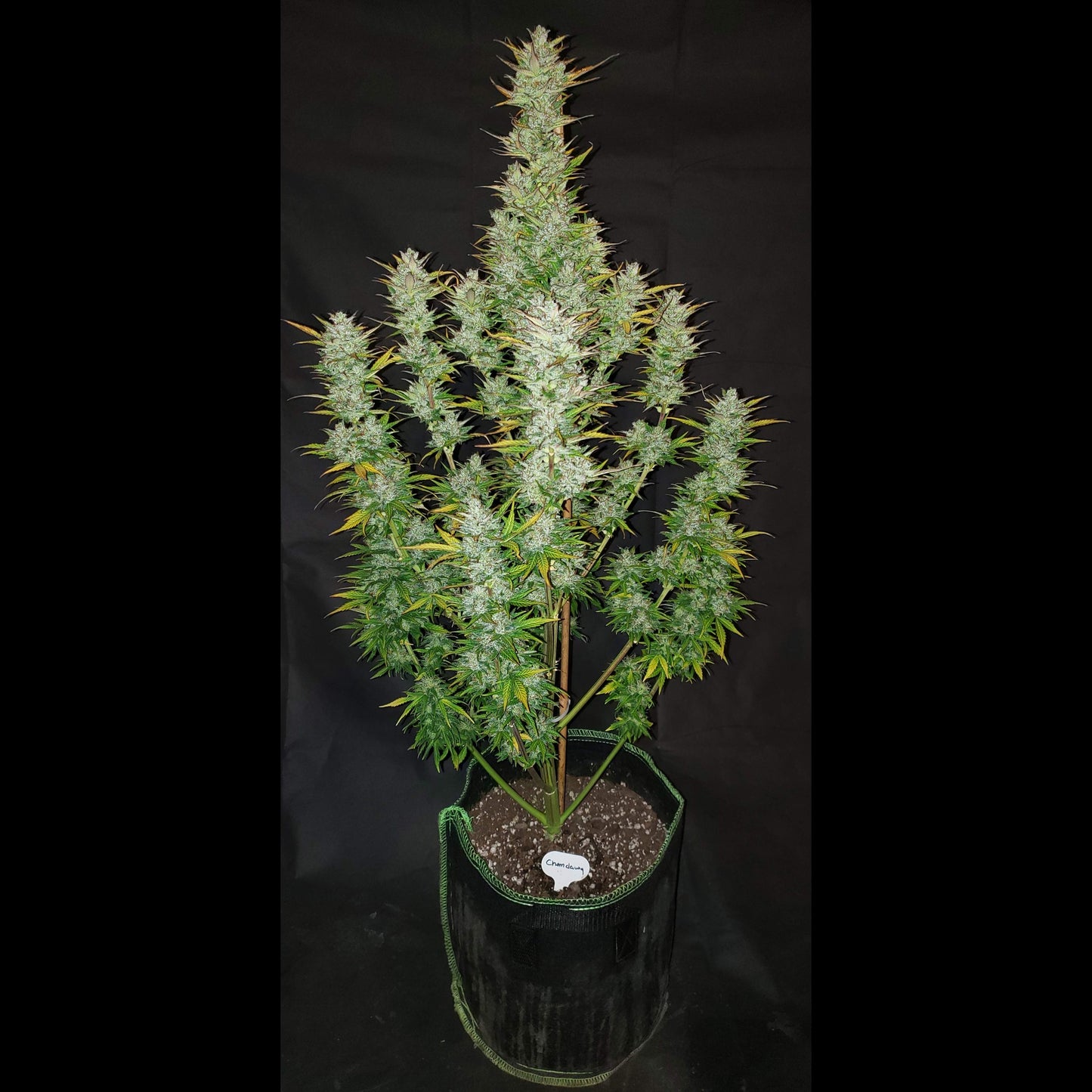 Chemdawg Auto