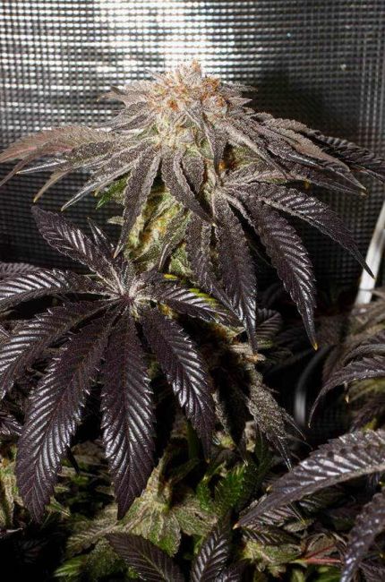 Alaskan Purple