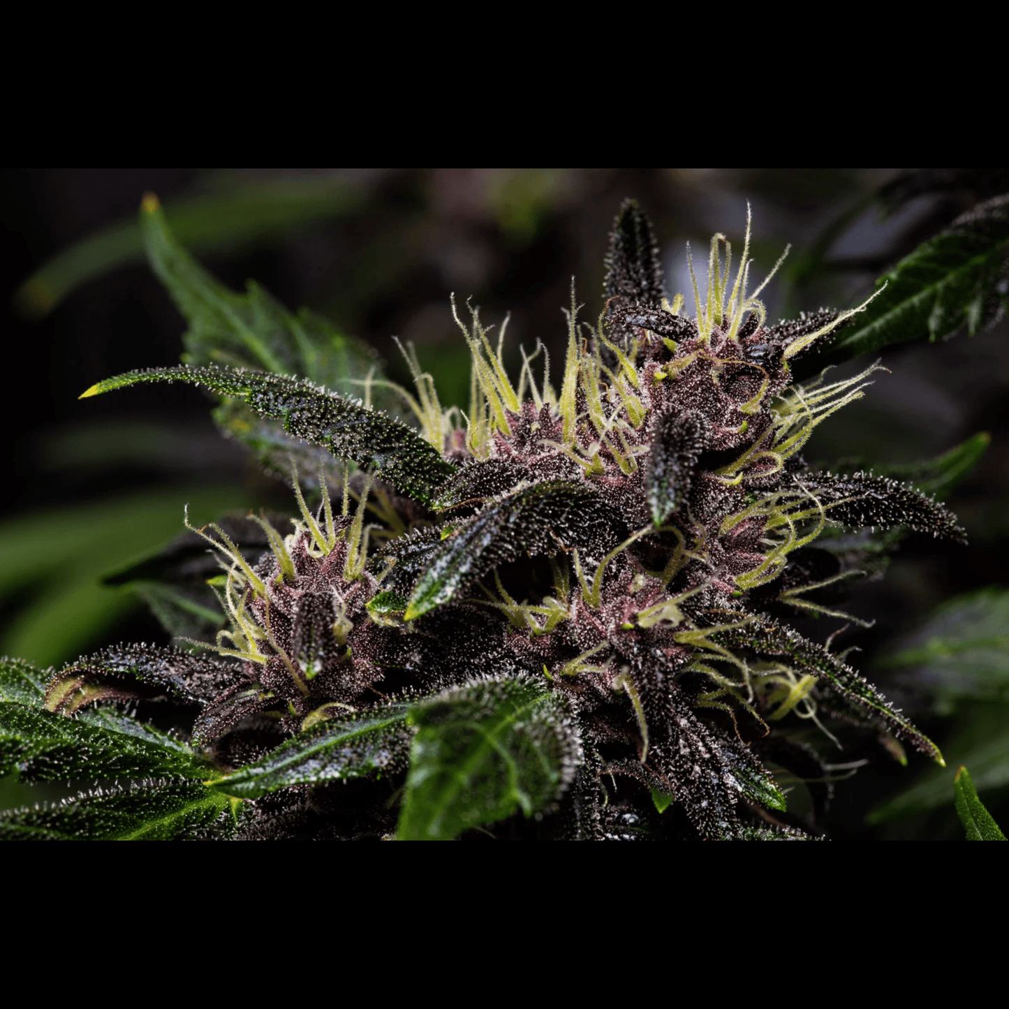 Crystal Meth Auto