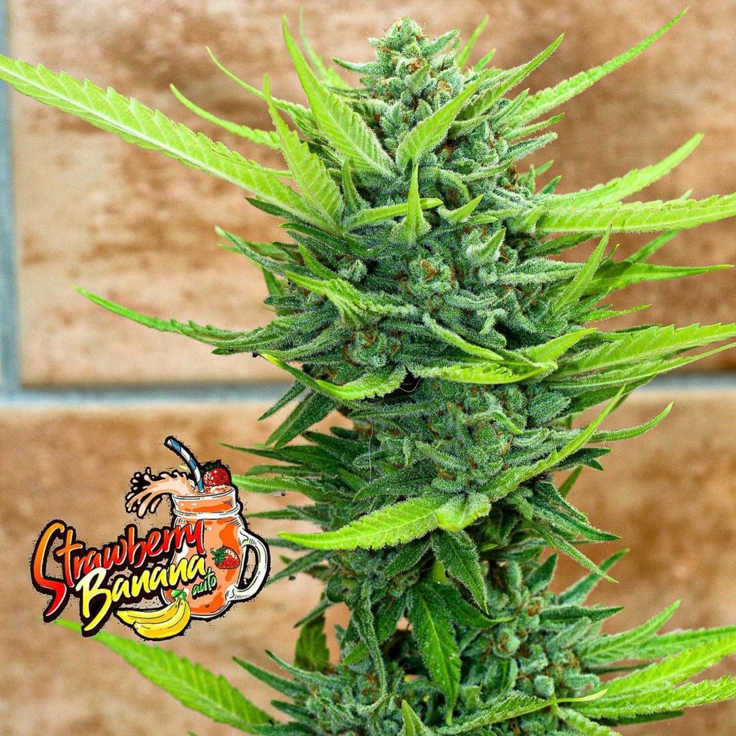 Strawberry Banana Auto