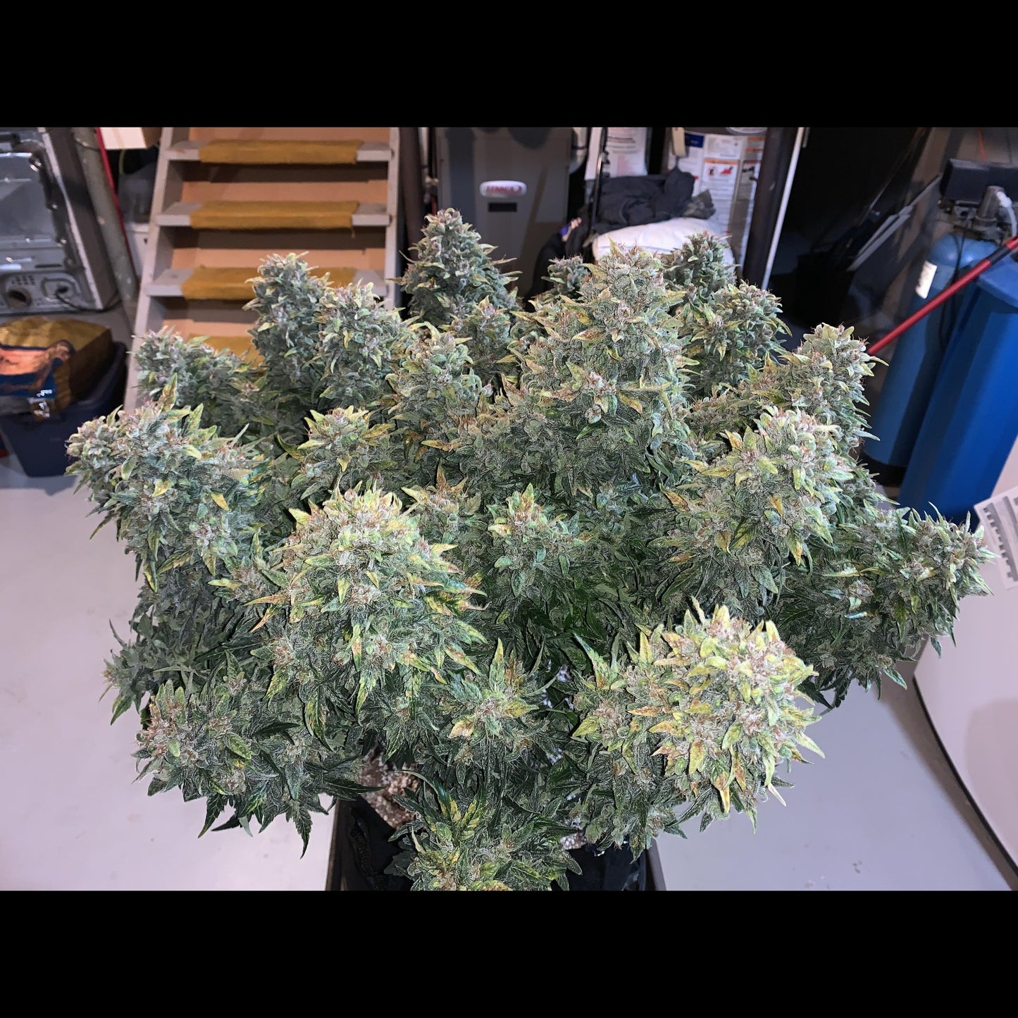 Blue Dream Auto