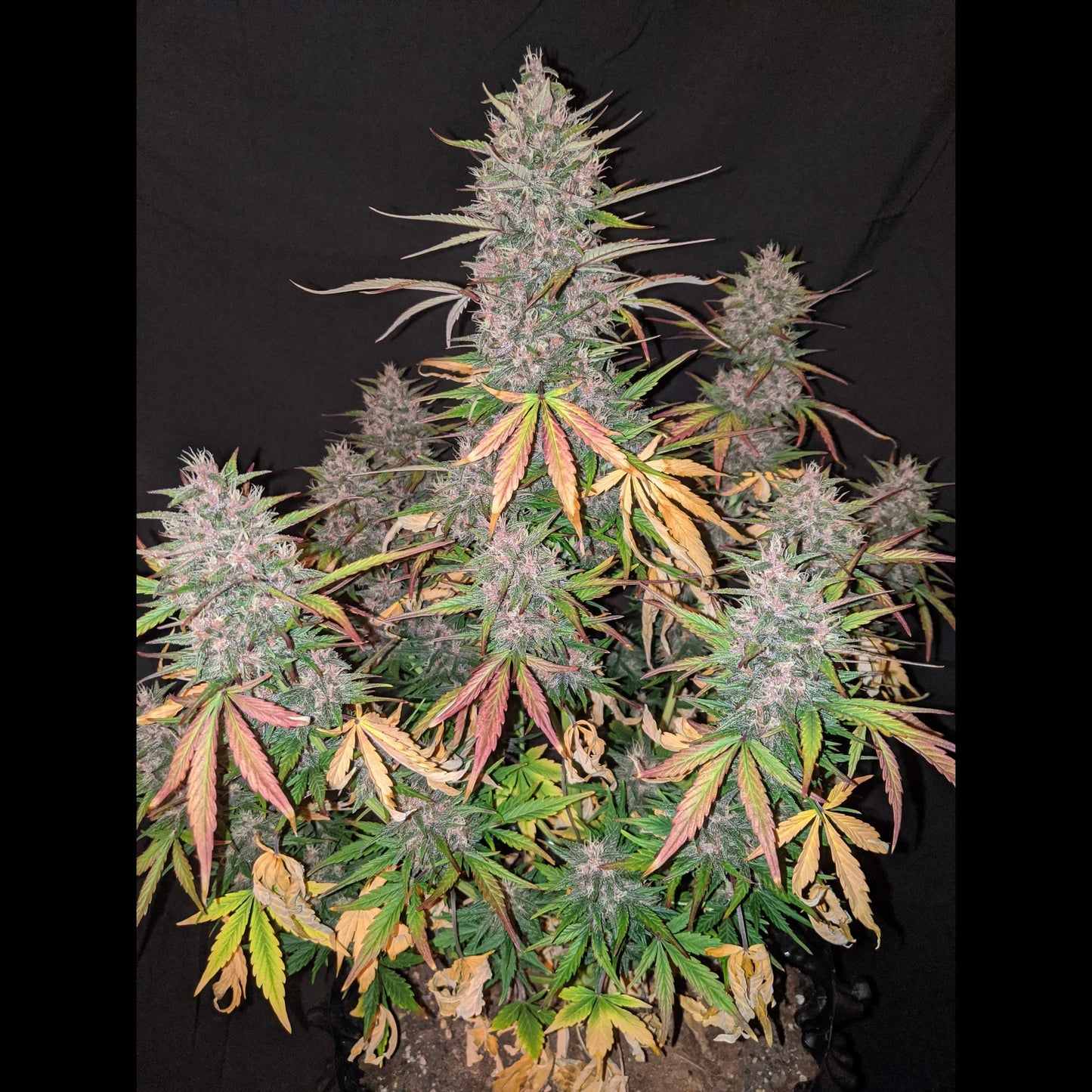 C4 Auto