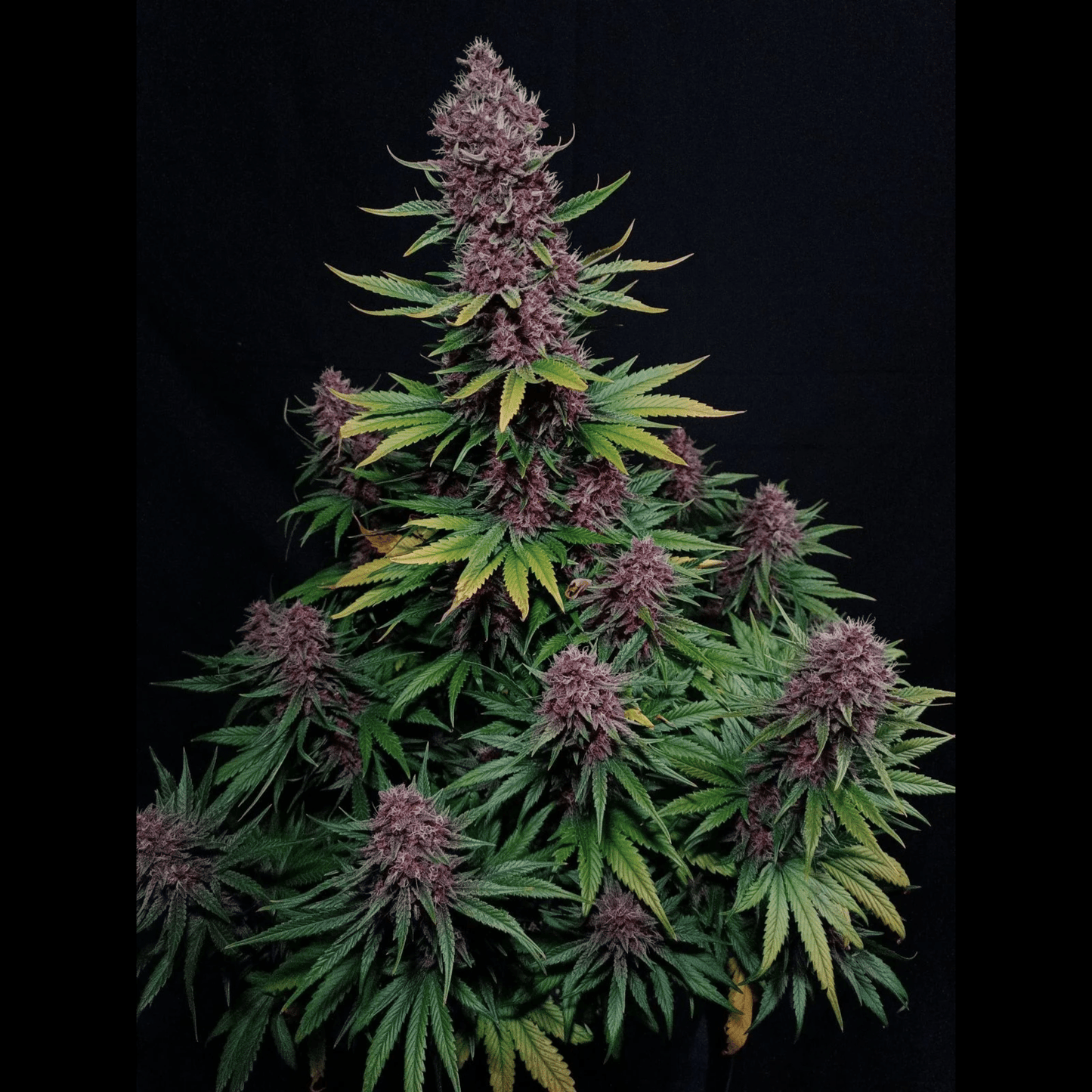 Ztrawberriez Auto