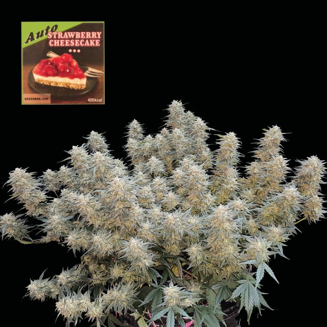 Strawberry Cheesecake Auto