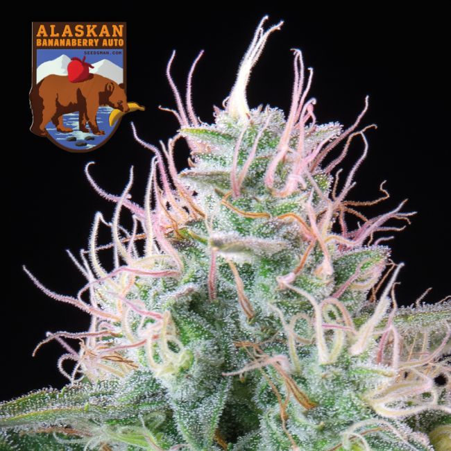 Alaskan Bananaberry Auto