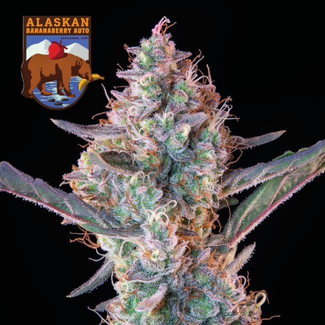 Alaskan Bananaberry Auto