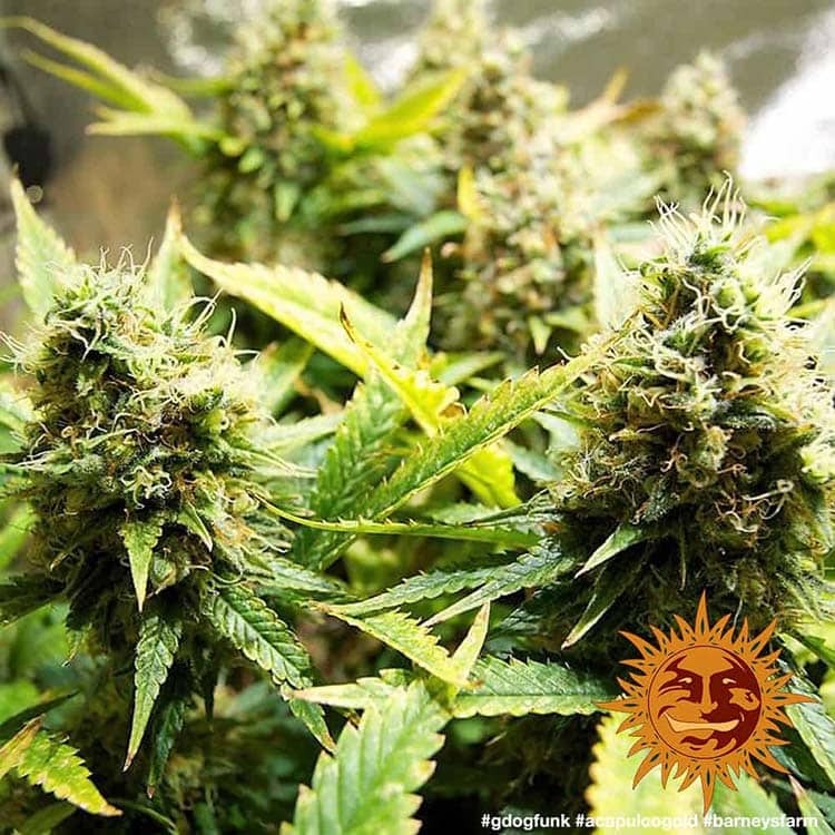 Acapulco Gold