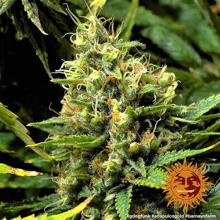Acapulco Gold
