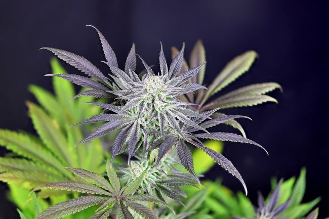 Peyote Gorilla
