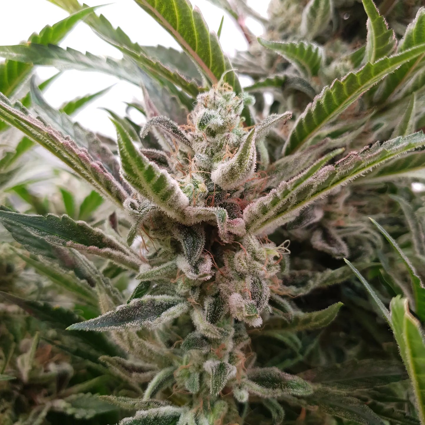 Bruce Banner Auto