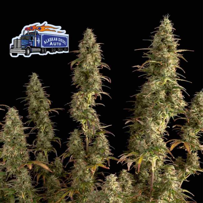Alaskan Diesel Auto