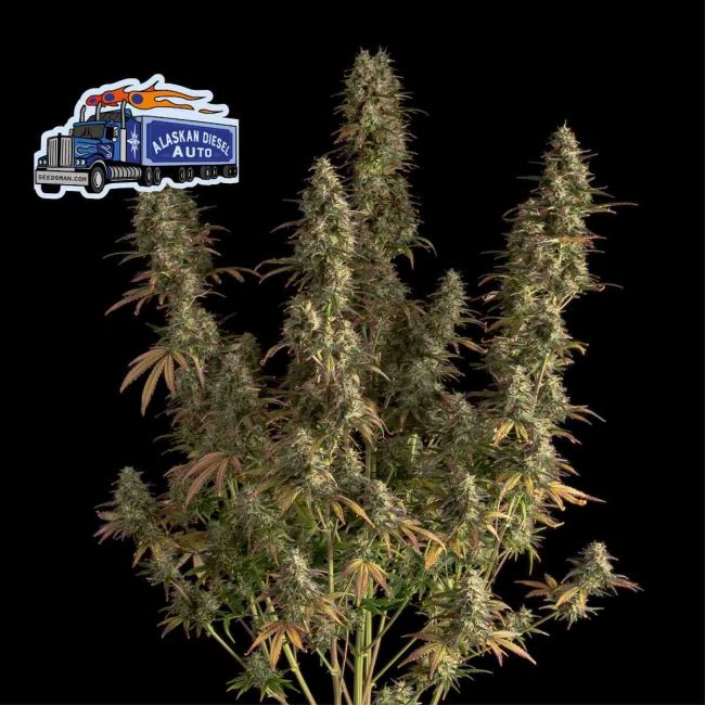 Alaskan Diesel Auto