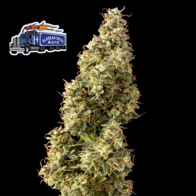 Alaskan Diesel Auto
