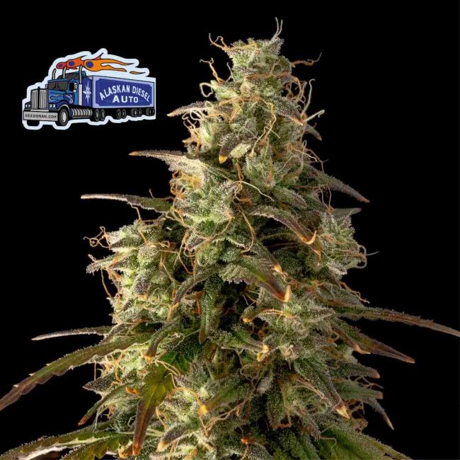 Alaskan Diesel Auto