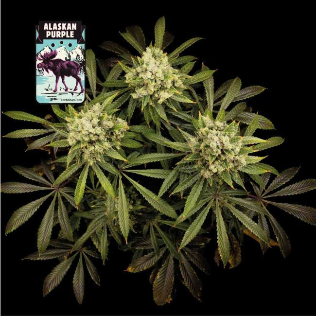 Alaskan Purple