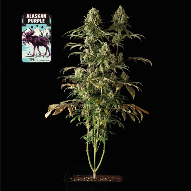 Alaskan Purple