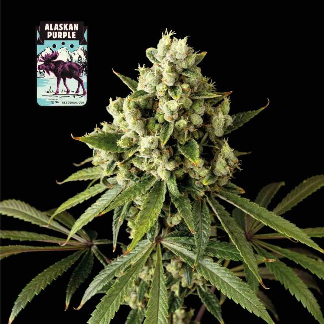 Alaskan Purple