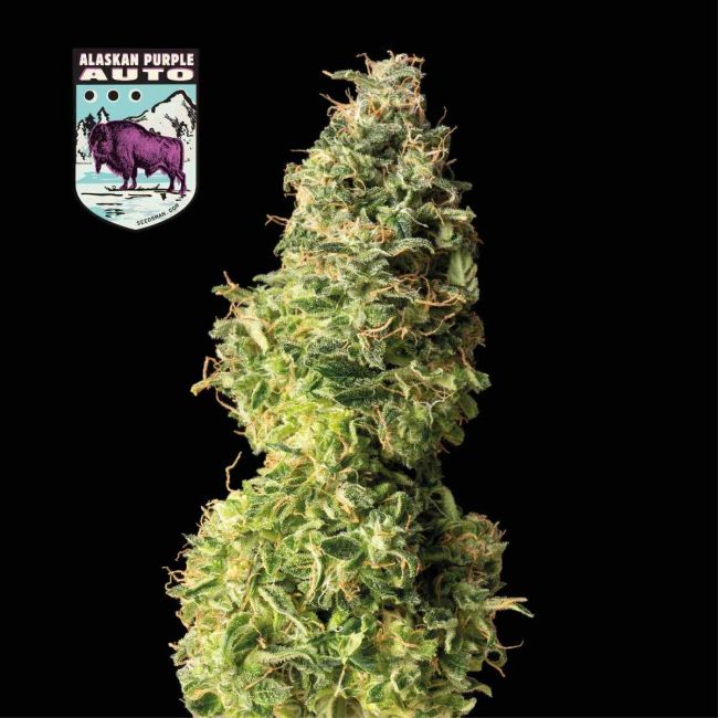 Alaskan Purple Auto
