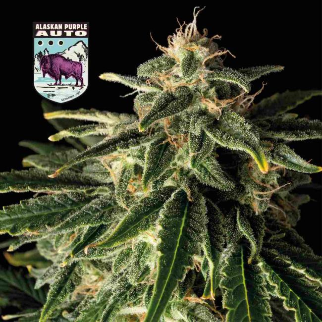Alaskan Purple Auto