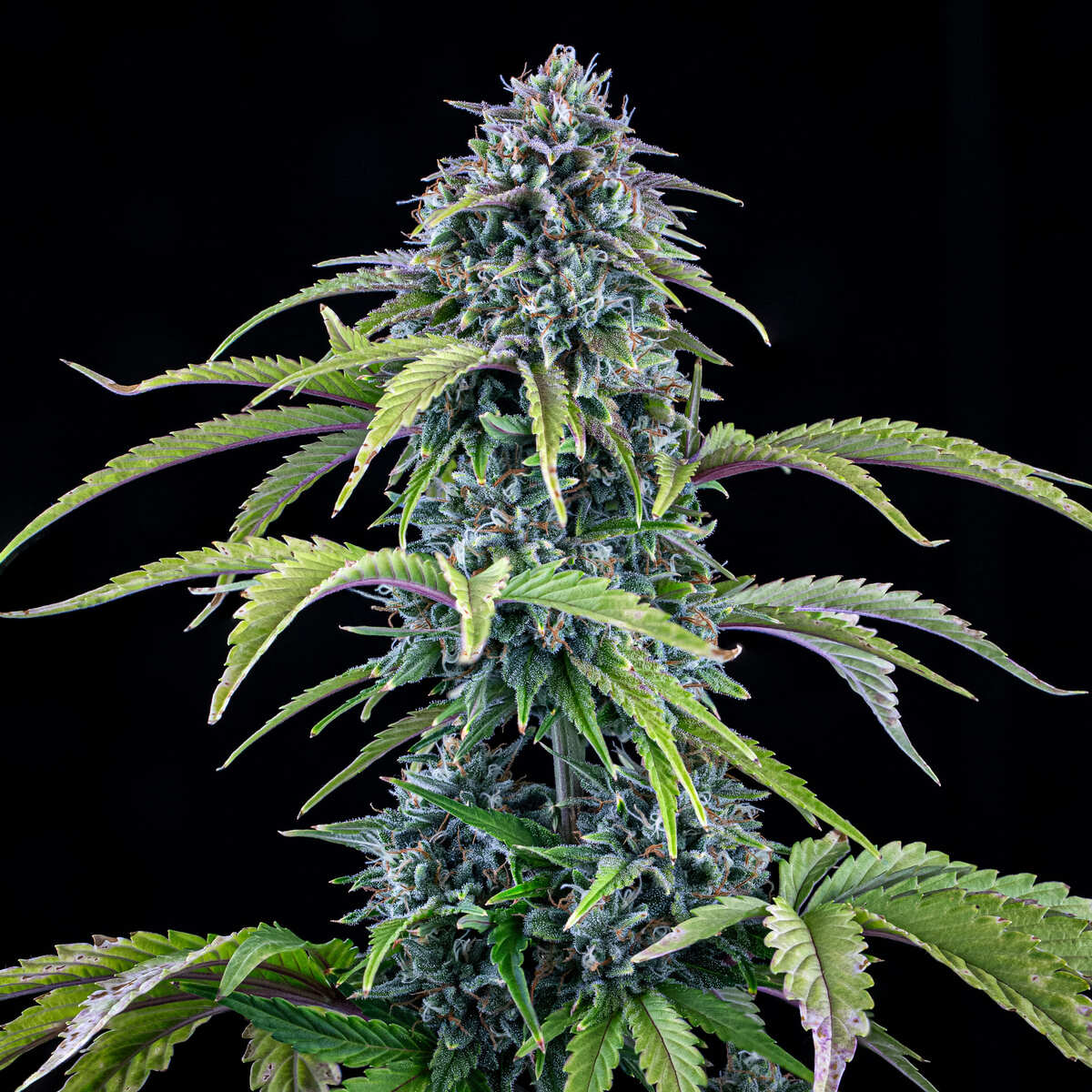 24 Carat Auto