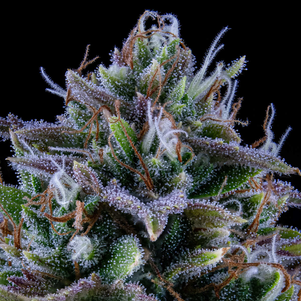 24 Carat Auto