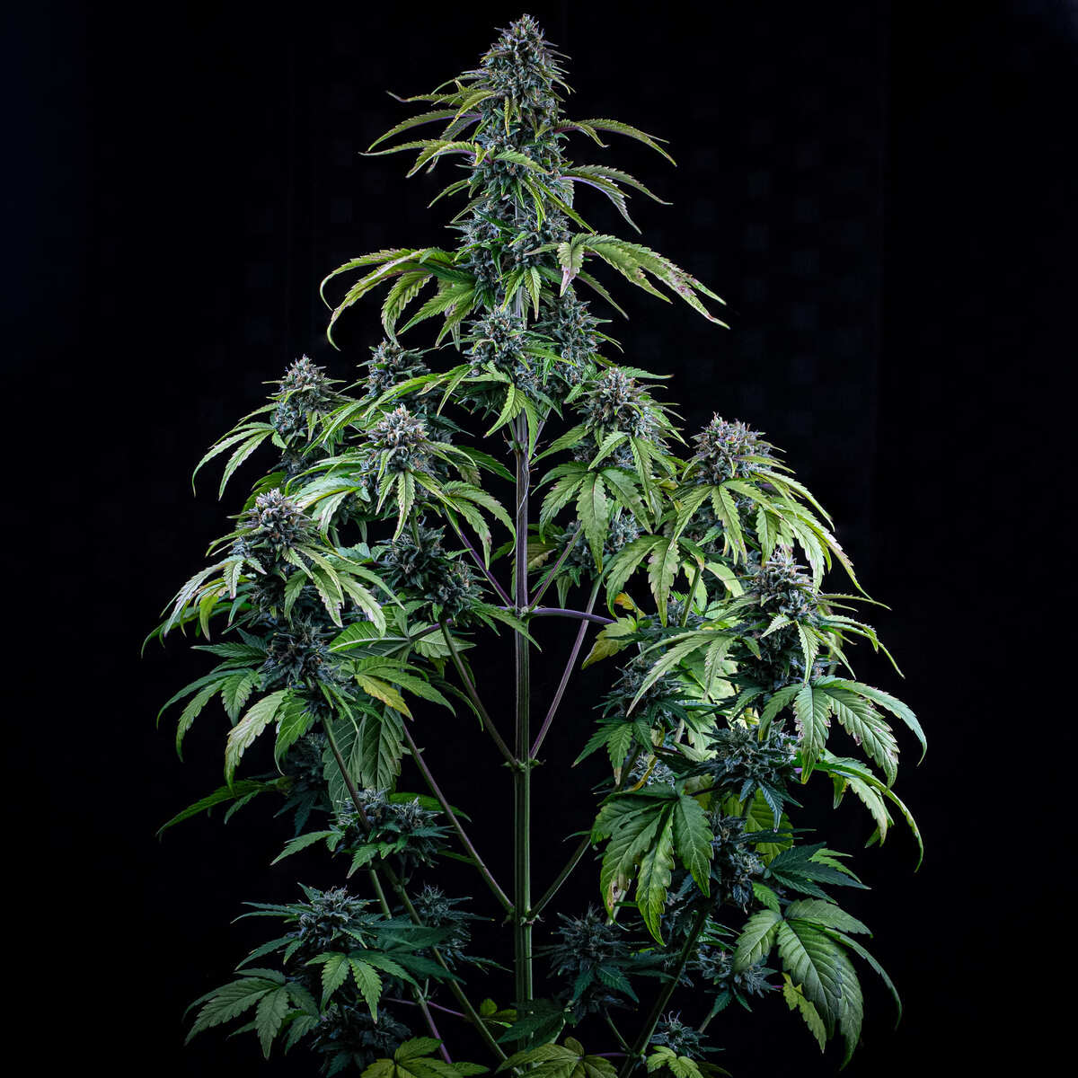 24 Carat Auto