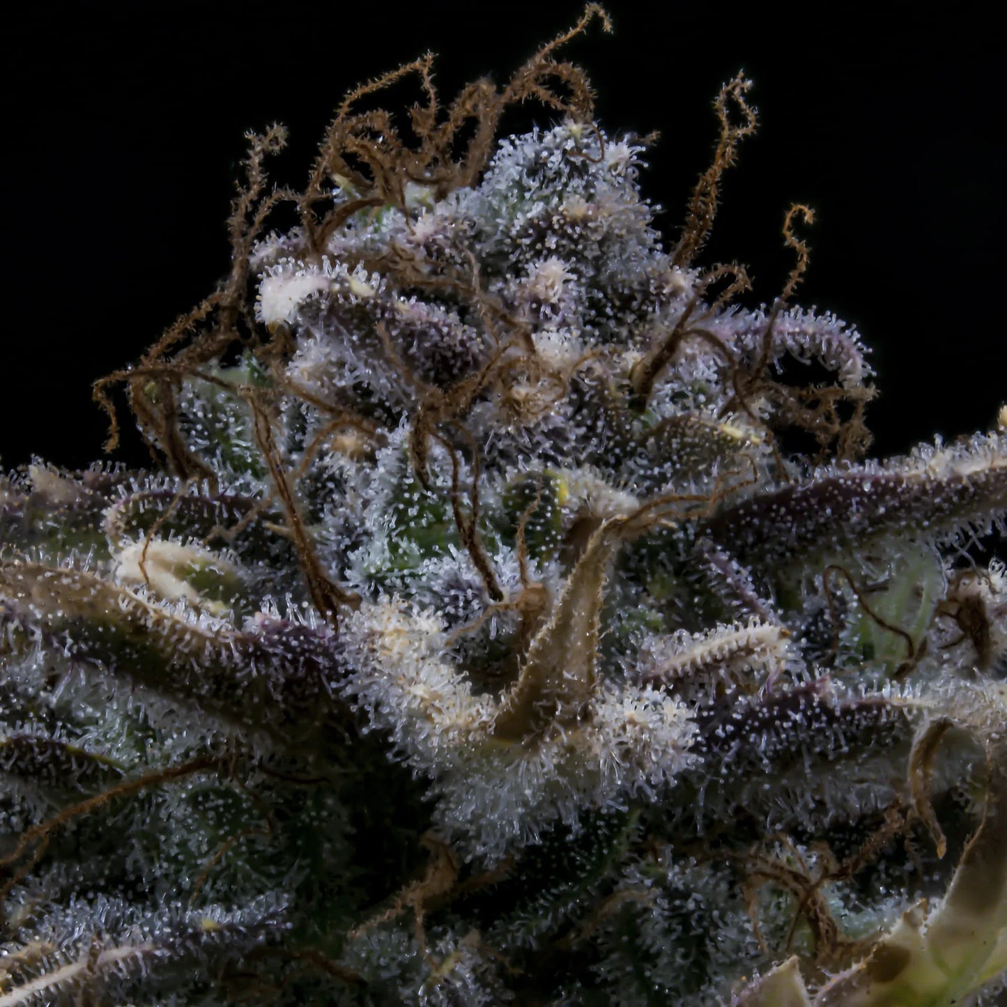 4 Assed Monkey Auto