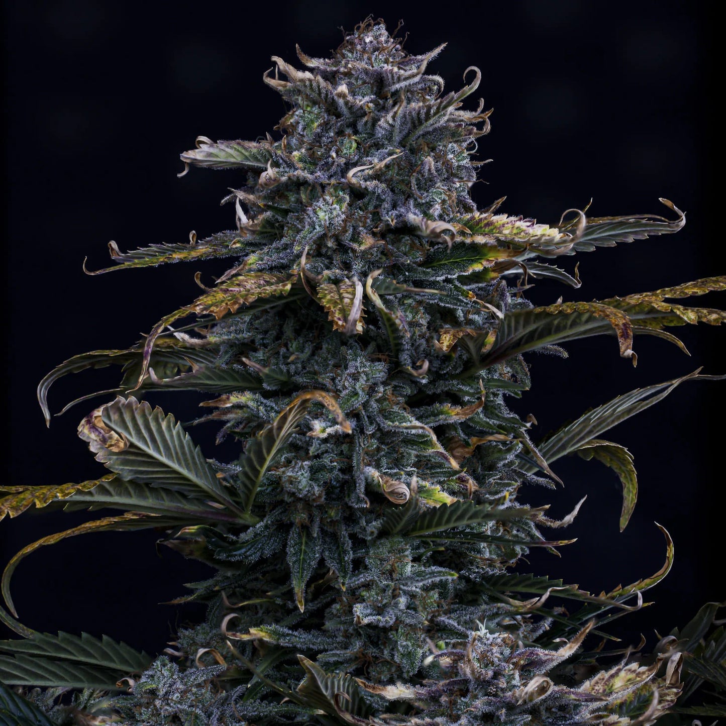 4 Assed Monkey Auto