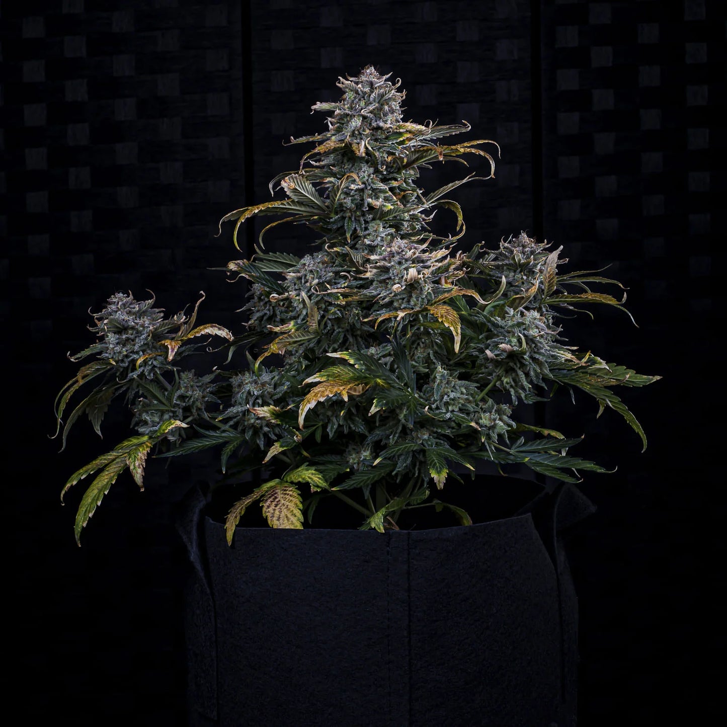 4 Assed Monkey Auto