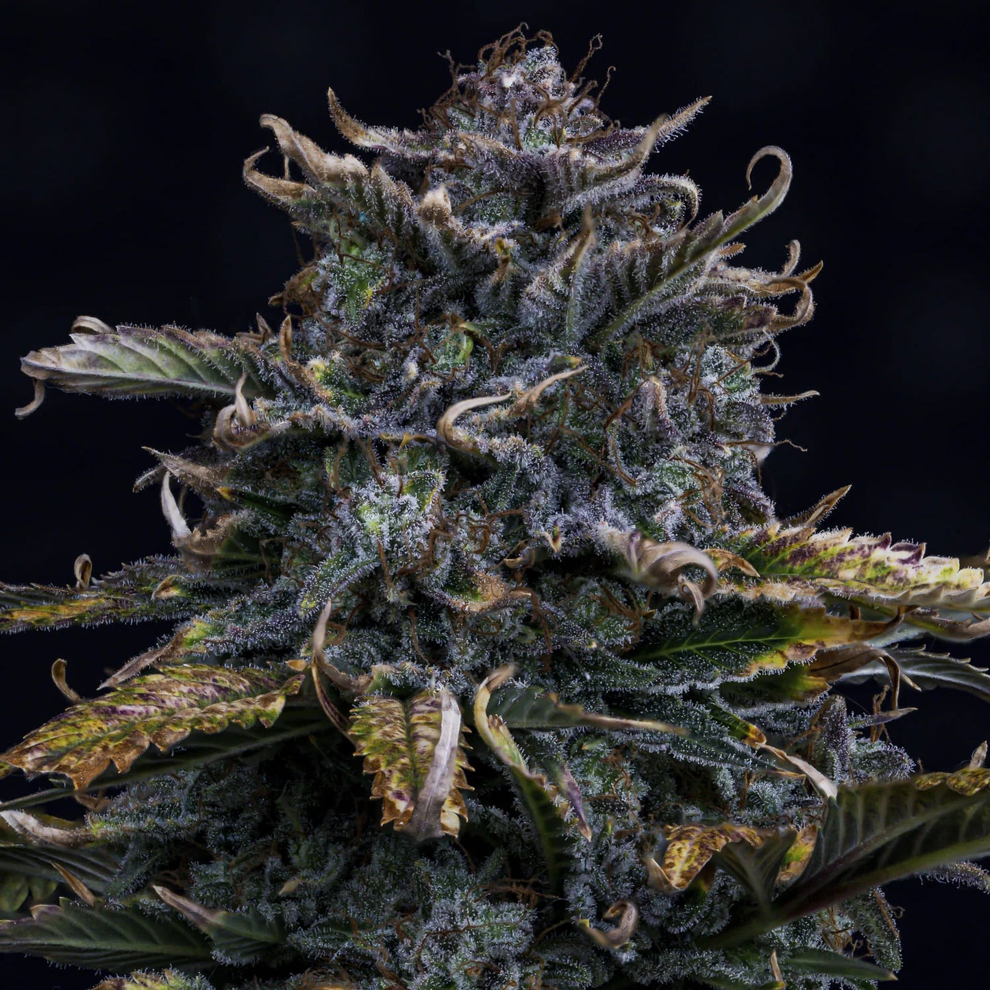 4 Assed Monkey Auto
