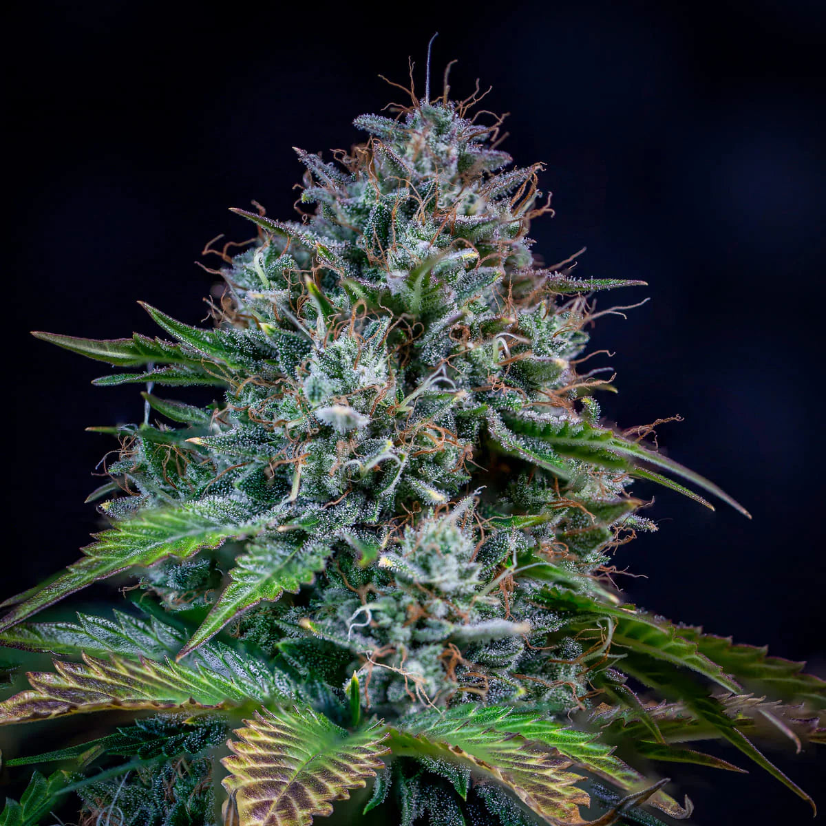 Creme de la Chem Auto