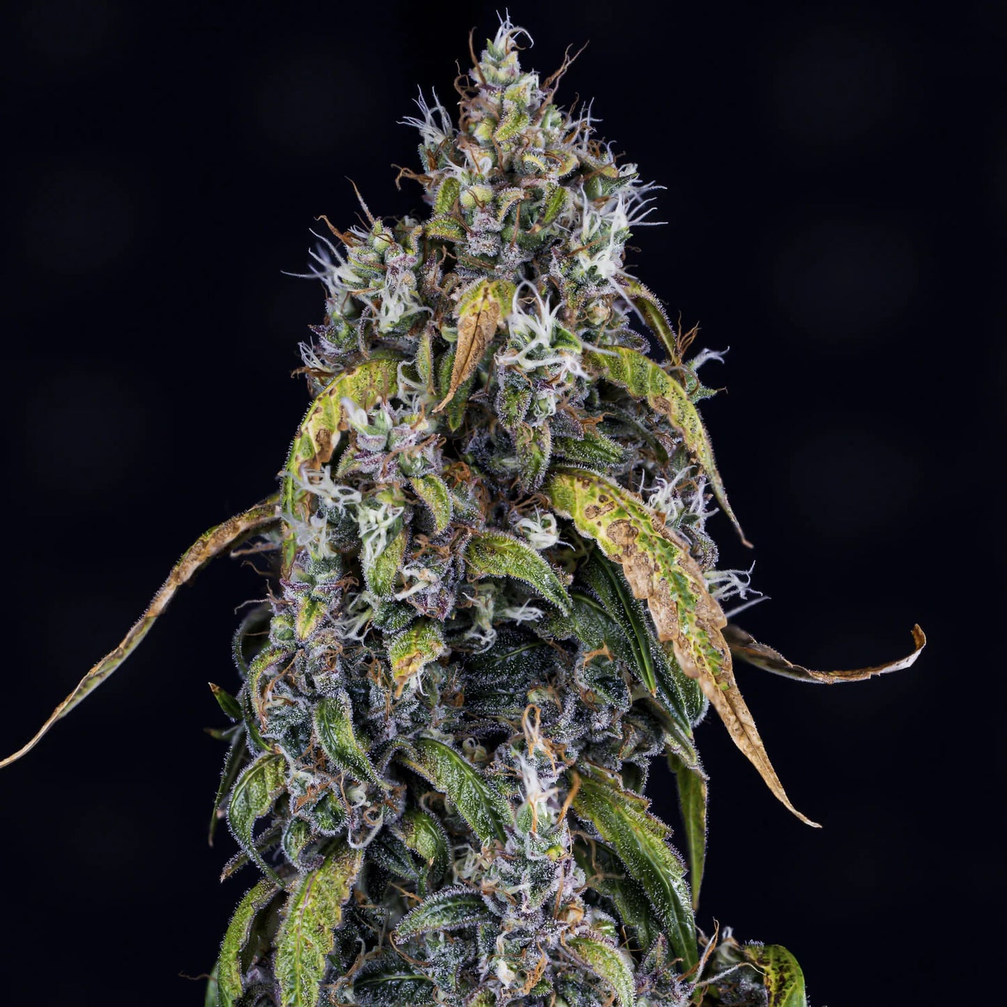 Fantasmo Express Auto