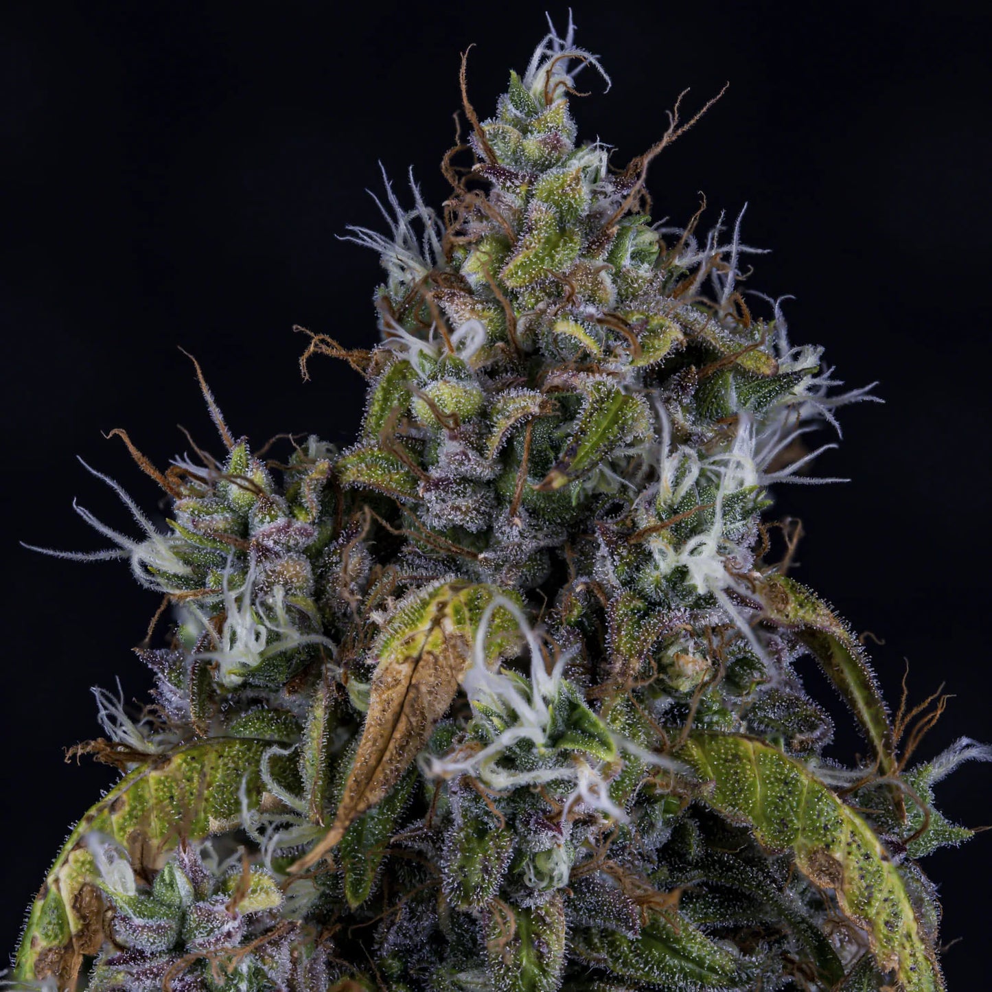 Fantasmo Express Auto