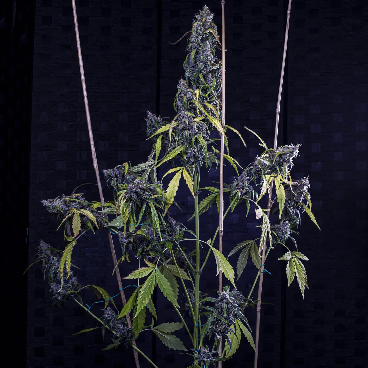Fantasmo Express Auto