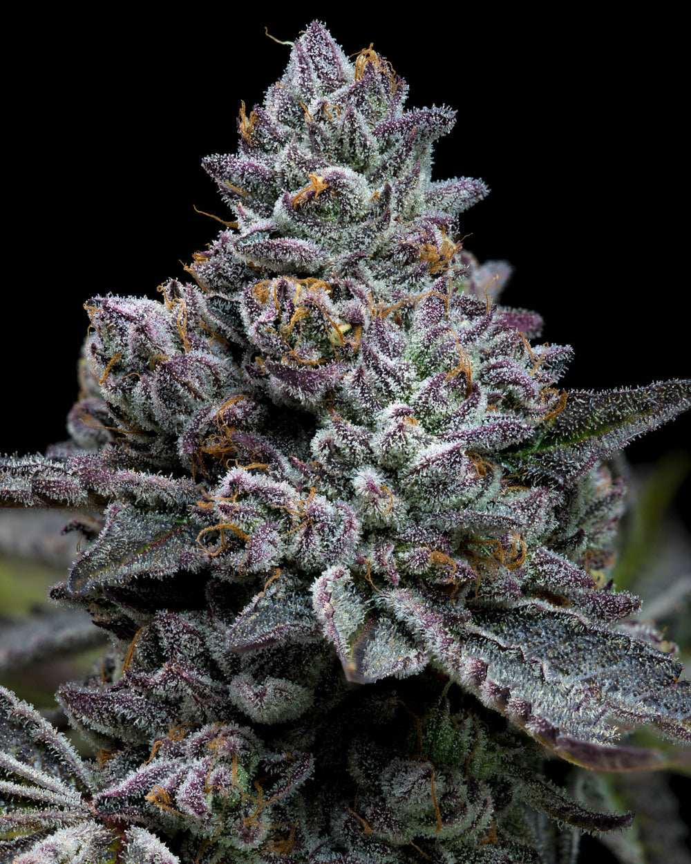 APPLE FRITTER