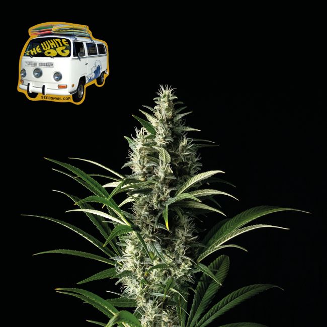 The White OG