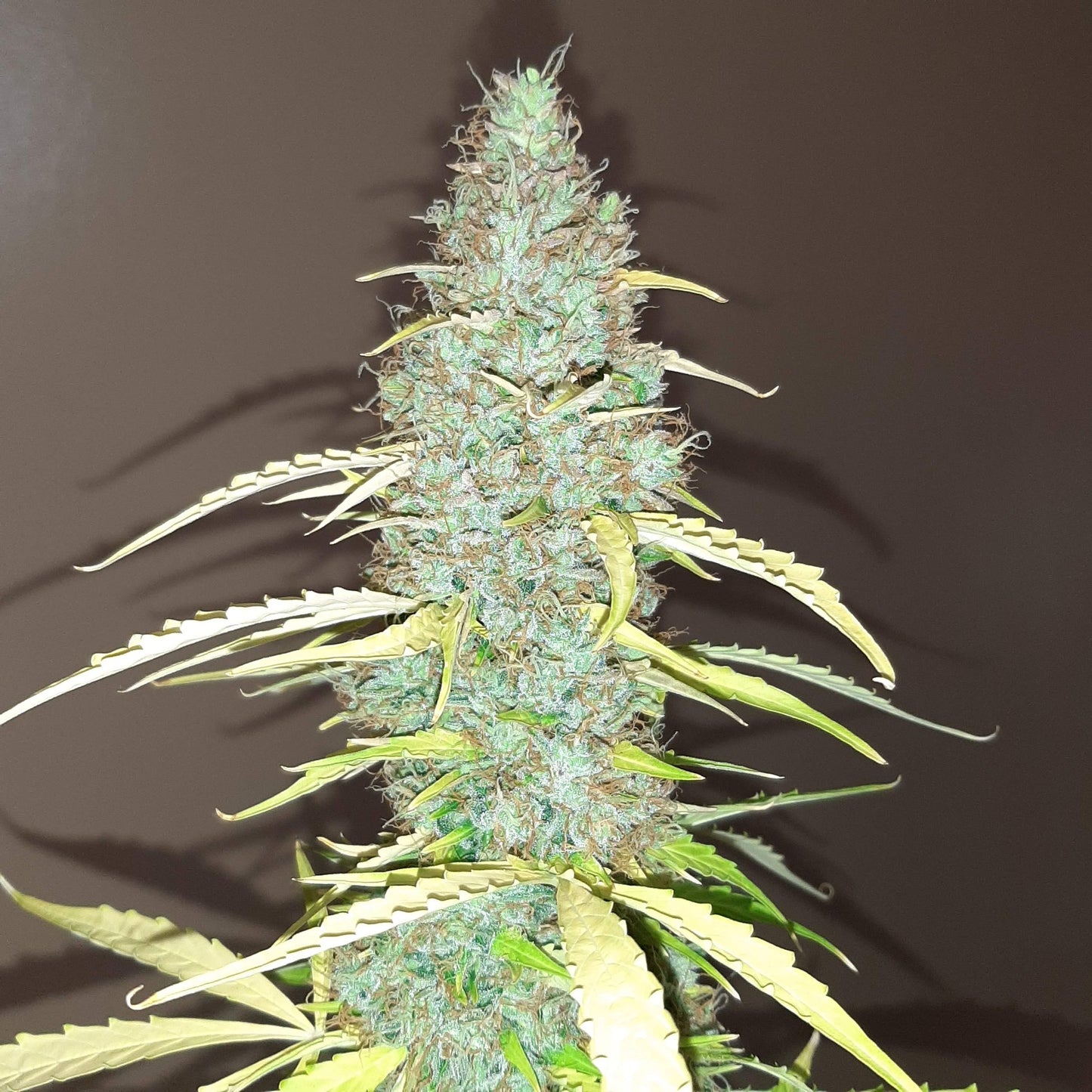 Critical Auto