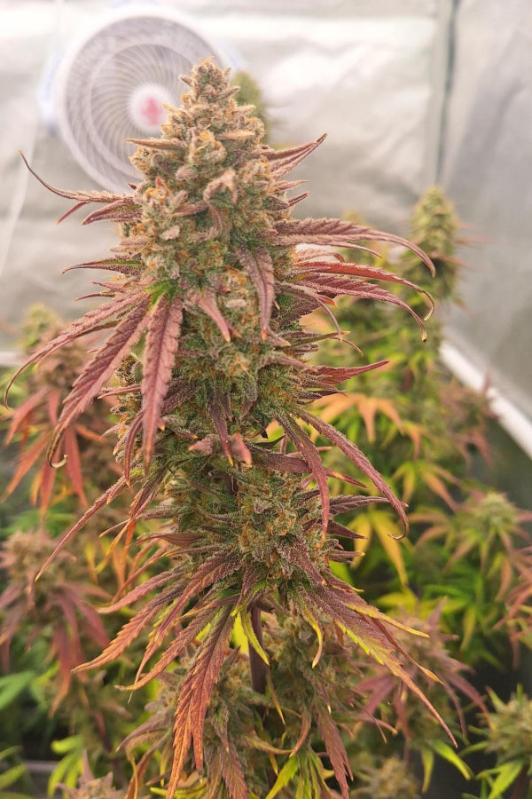 Frostbanger Auto