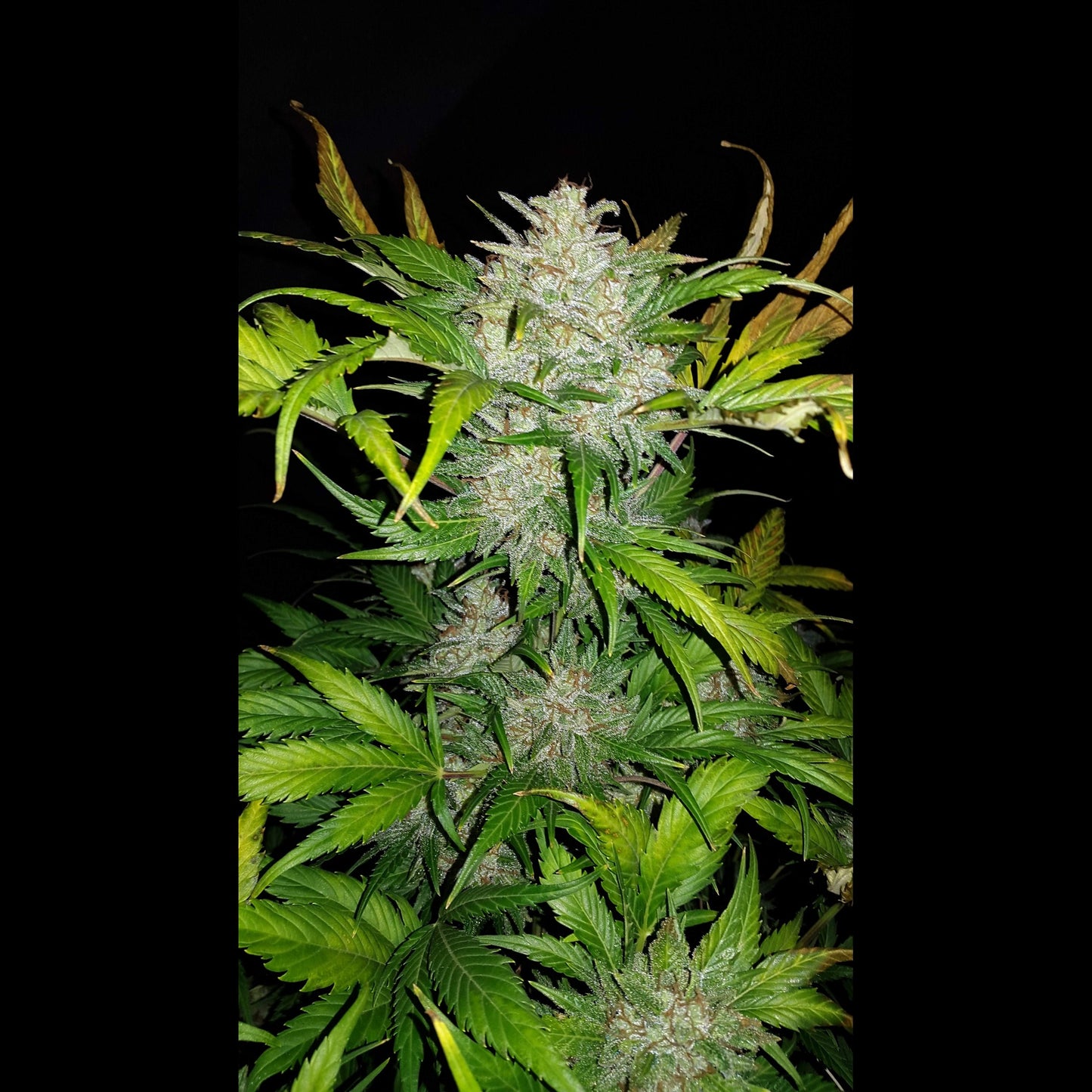 AK Auto