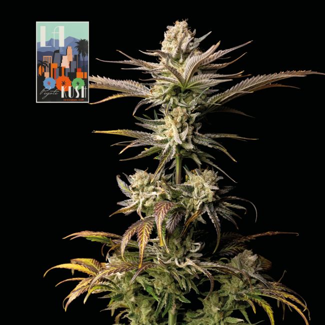 L.A. Peyote Kush