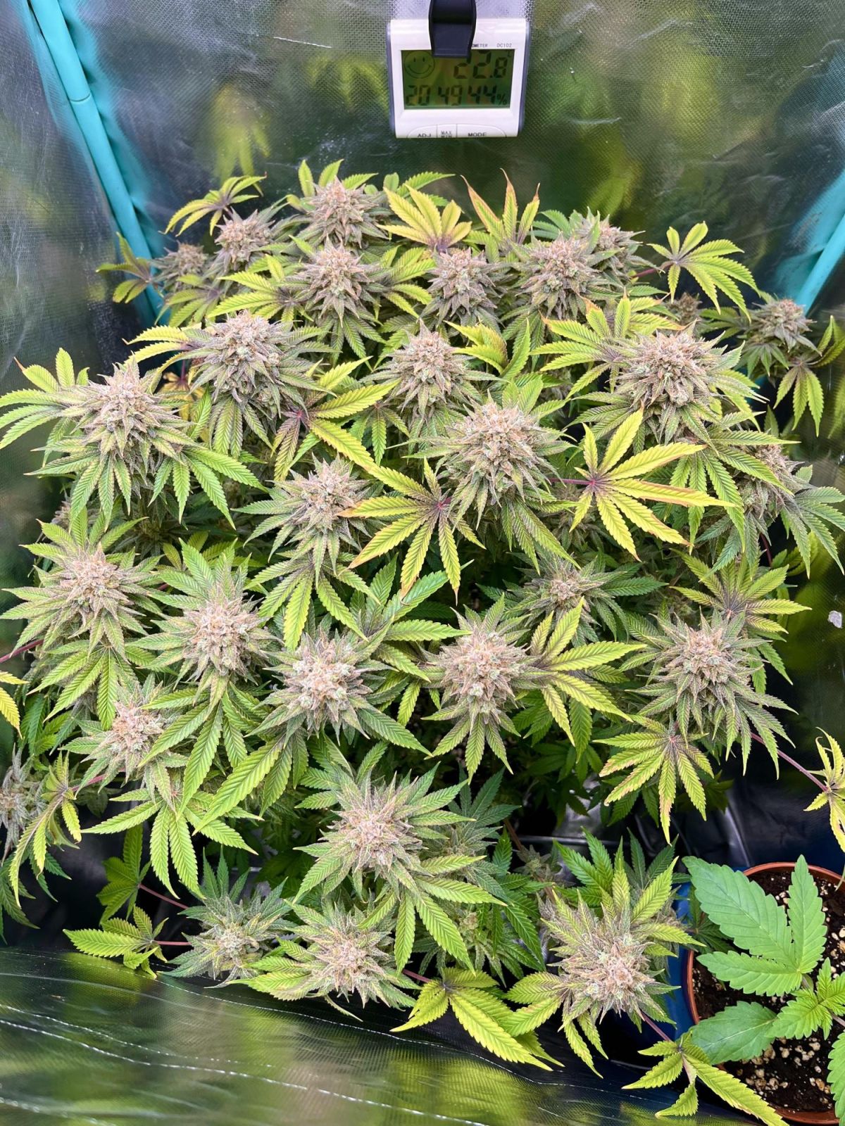 Lemon Mandarin