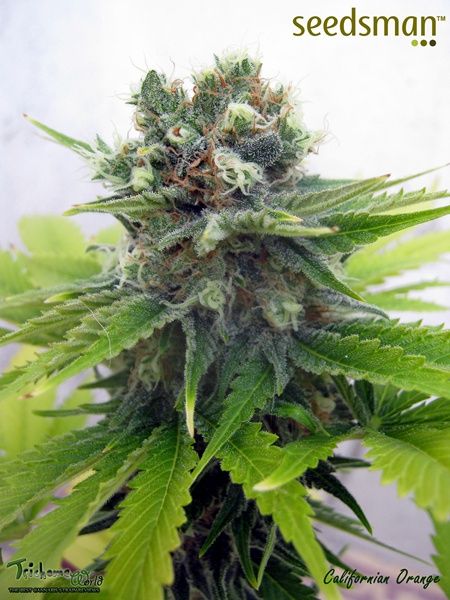 Lemonchello Haze