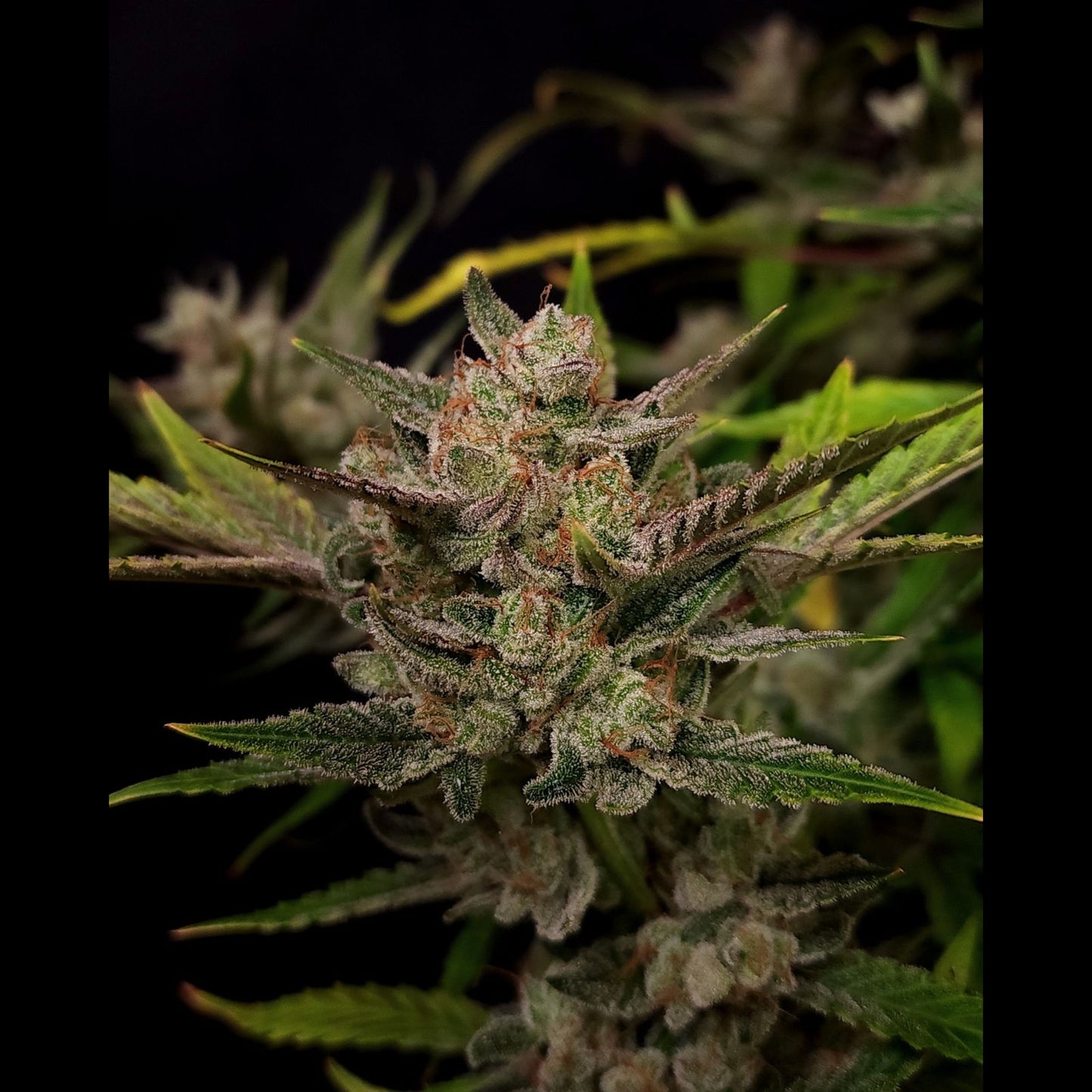 Ztrawberriez Auto